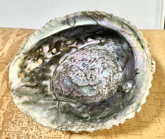Abalone Shell 7-8”