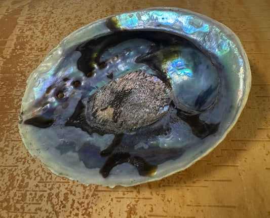 Abalone Shell 5-6”